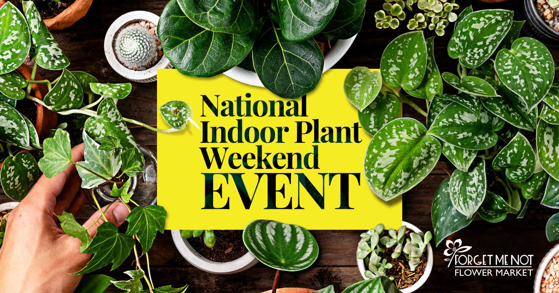 Annual National Indoor Plant Weekend Event - Forget Me Not Flower Market Bonita Springs