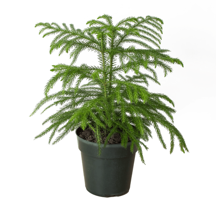 norfolk island pine plant for sale | house plant sale | Forget Me Not Flower Market online plant shop | online nurseries near to me