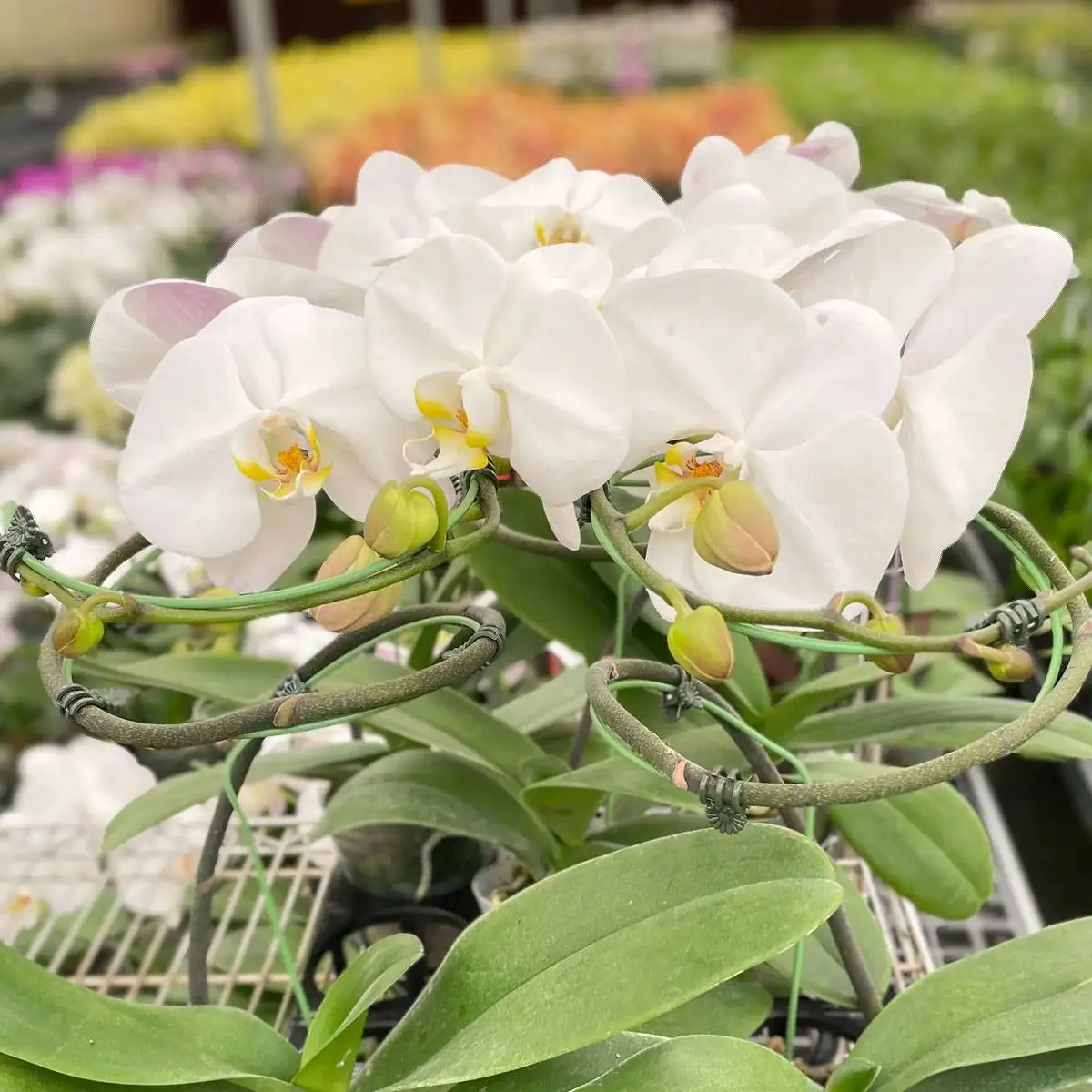 Orchid White Phalaenopsis - Image 3