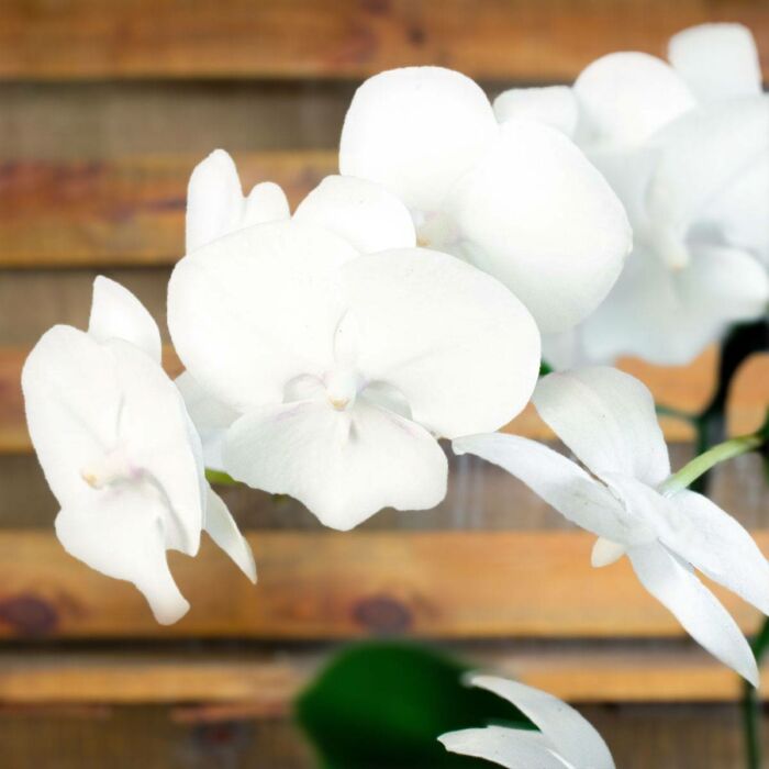 image of orchid white phalaenopsi plant for sale | best online plant nursery | houseplantsale.com - houseplants for sale online | best indoor plants | forget me not flower market