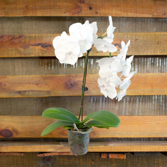 image of orchid white phalaenopsi plant for sale | best online plant nursery | houseplantsale.com - houseplants for sale online | best indoor plants | forget me not flower market