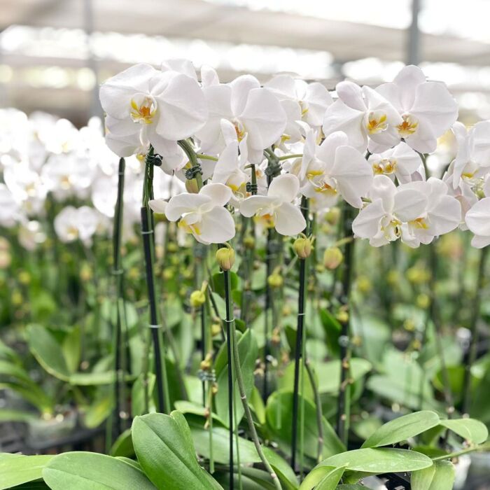 image of orchid white phalaenopsi plant for sale | best online plant nursery | houseplantsale.com - houseplants for sale online | best indoor plants | forget me not flower market