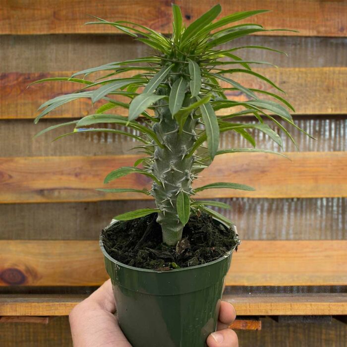 pachypodium lamerei madagascar palm - House Plants for Sale | Best Indoor Plants & Houseplant Sale | Forget Me Not Flower Market