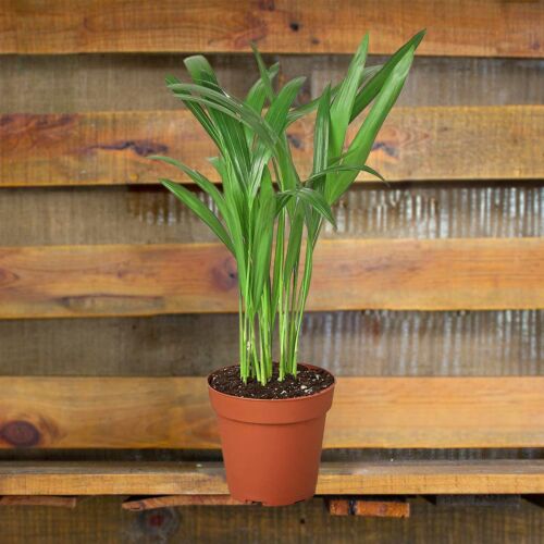 Image of Areca palm House Plants for Sale - 4in Nursery Pot | Best Indoor Plants & Houseplant Sale | Forget Me Not Flower Market