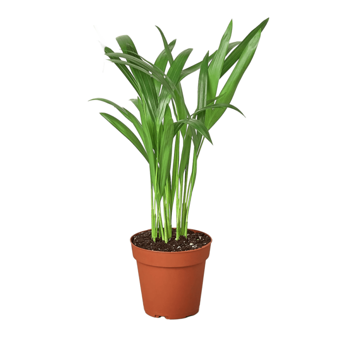 Image of Areca palm House Plants for Sale - 4in Nursery Pot | Best Indoor Plants & Houseplant Sale | Forget Me Not Flower Market
