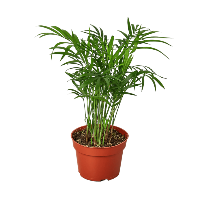 Parlor Plant Gift Delivery - House Plants for Sale | Best Indoor Plants & Houseplant Sale | Forget Me Not Flower Market