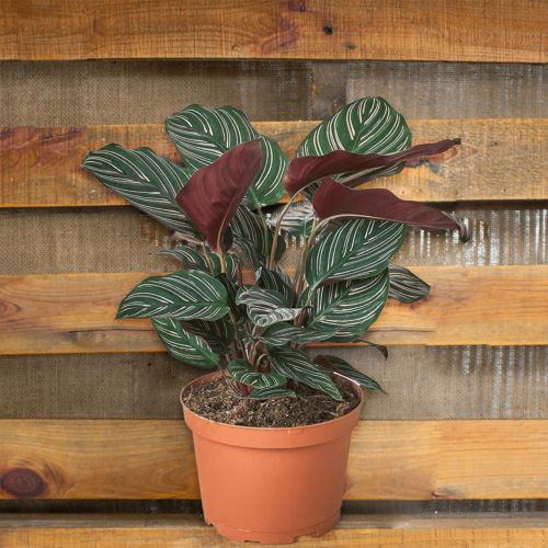 Peacock plant, also known as zebra plant or calathea ornata. House Plants for Sale - 6in Nursery Pot | Best Indoor Plants & Houseplant Sale | Forget Me Not Flower Market