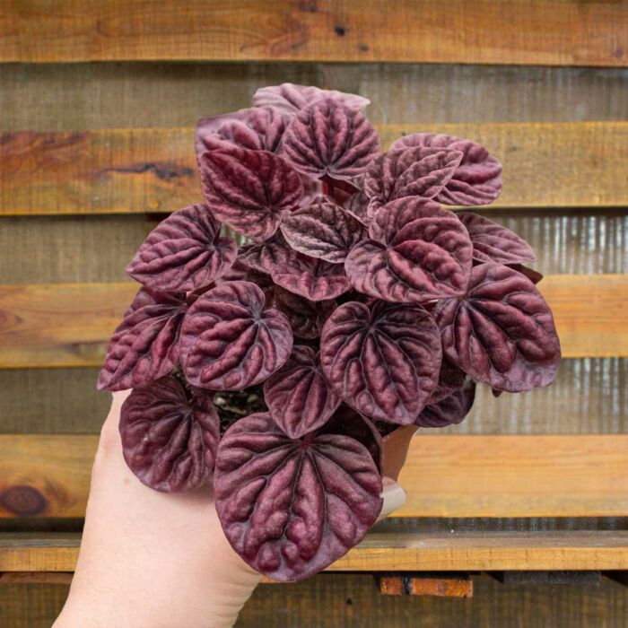 Image of peperomia ripple red plants for sale | house plant sale | Forget Me Not Flower Market online plant shop | online nurseries near to me