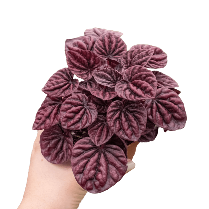 Image of peperomia ripple red plants for sale | house plant sale | Forget Me Not Flower Market online plant shop | online nurseries near to me