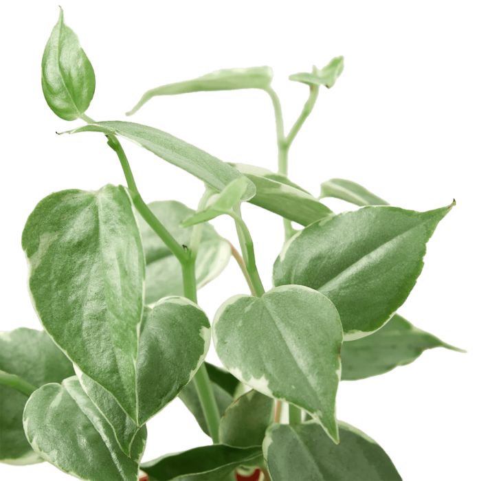 peperonia cupid plant for Sale | Houseplant Sale | Best Indoor Plants | Forget Me Not Flower Market Online plant Shop | Online nurseries near to me