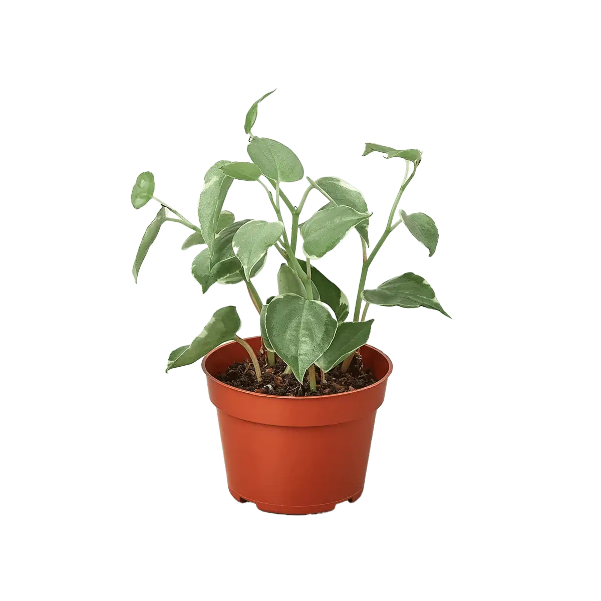 Peperomia Cupid - Image 2