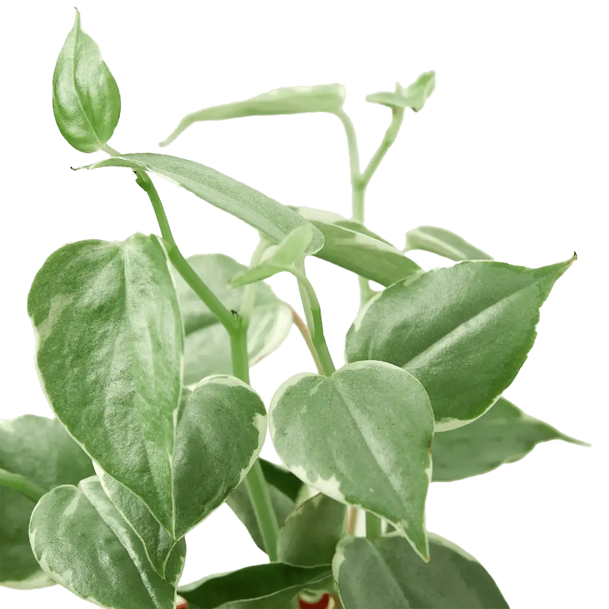 peperonia cupid plant for Sale | Houseplant Sale | Best Indoor Plants | Forget Me Not Flower Market Online plant Shop | Online nurseries near to me