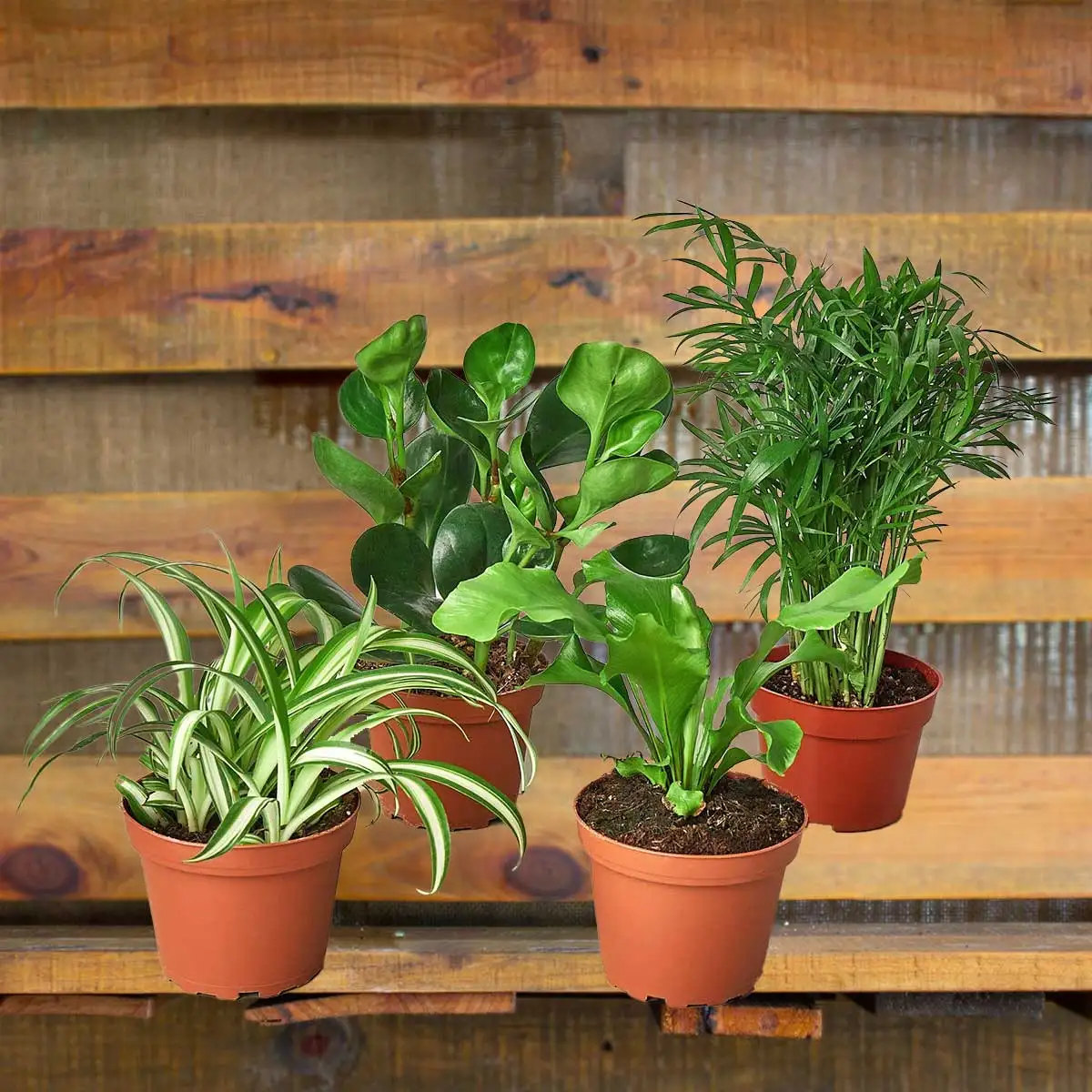 pet friendly plant subscription best online plant nursery | houseplantsale.com - houseplants for sale online | best indoor plants | forget me not flower market
