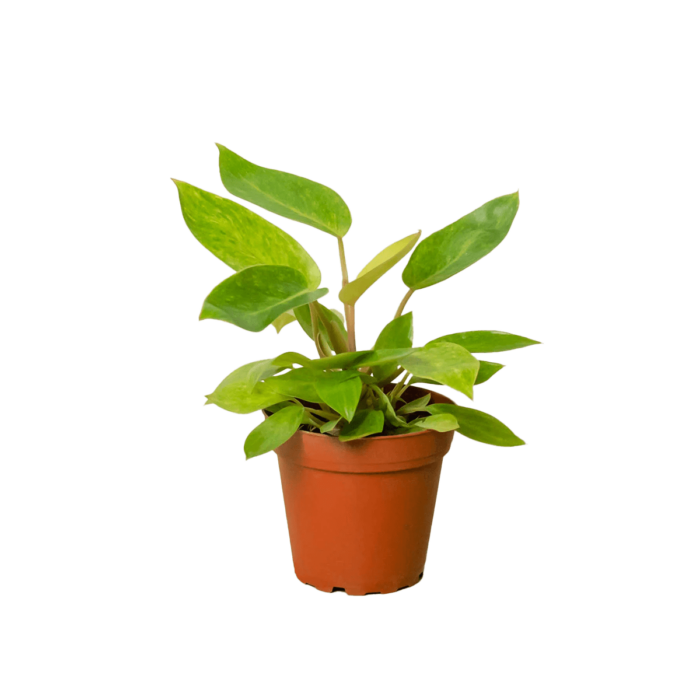 philodendron painted lady - best online plant nursery | houseplantsale.com - houseplants for sale online | best indoor plants | forget me not flower market