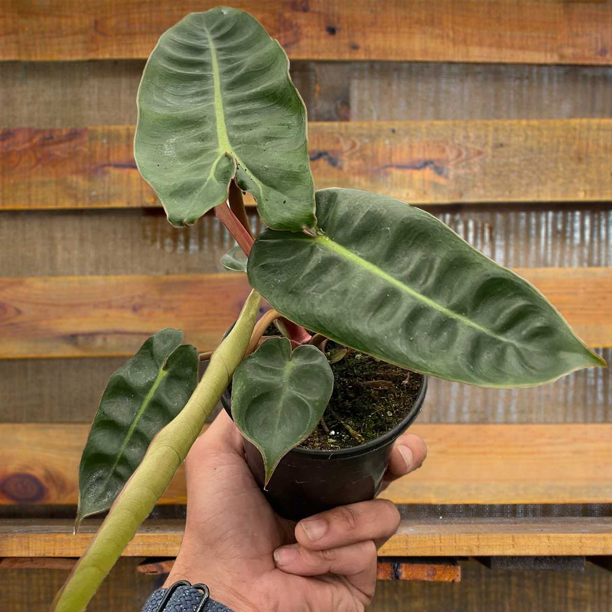 philodendron billietiae Plants for Sale | Best Indoor Plants | Forget Me Not Flower Market | plant gifts for plant lovers