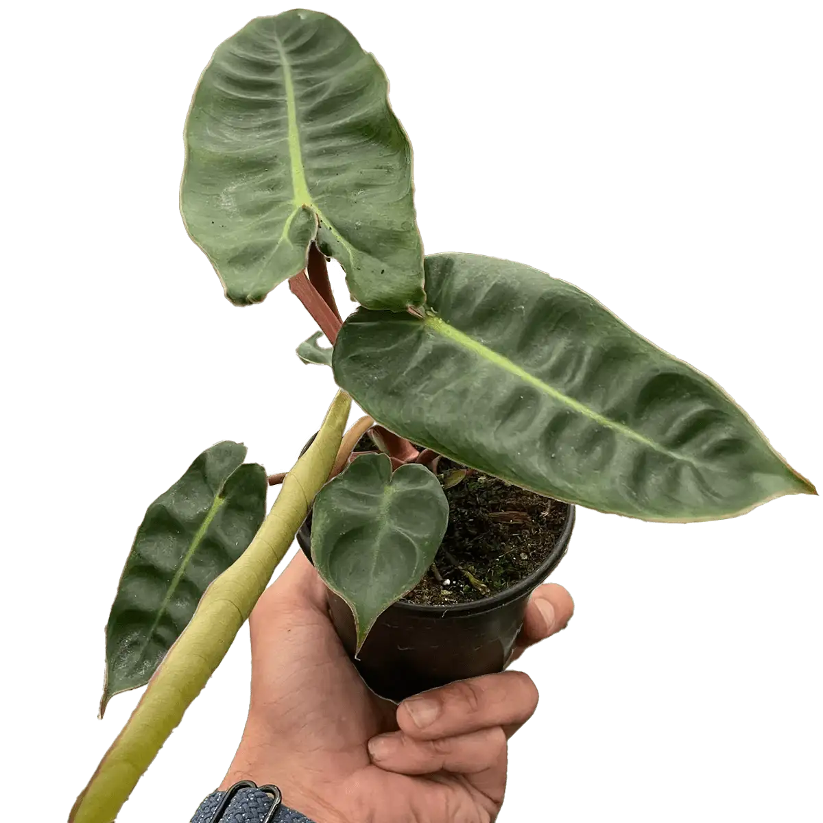 philodendron billietiae Plants for Sale | Best Indoor Plants | Forget Me Not Flower Market | plant gifts for plant lovers