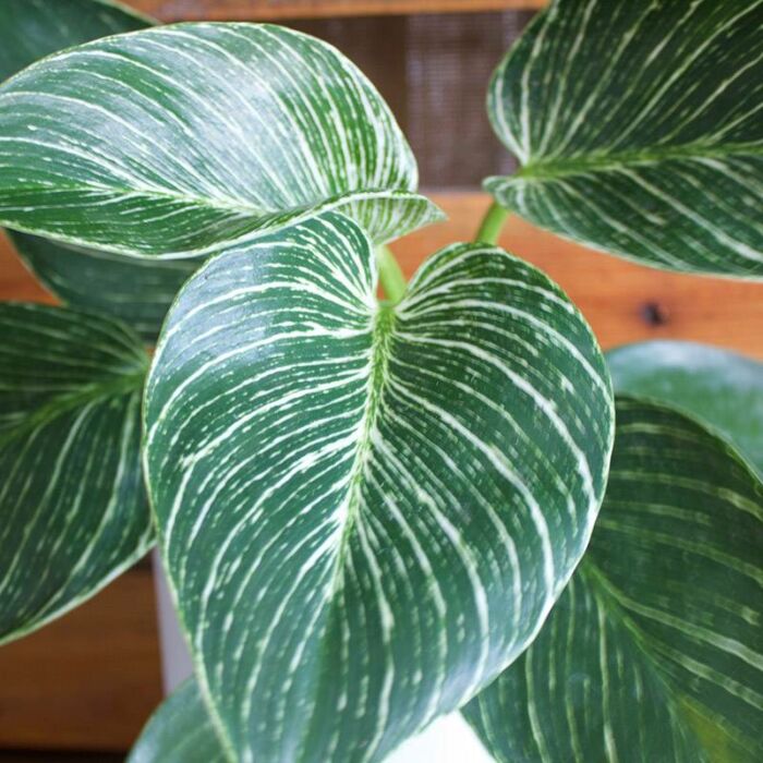 Philodendron Birkin House Plants for Sale | Best Indoor Plants | Forget Me Not Flower Market | Bonita Springs Flower Market | Cape Coral, Fort Myers, Naples | Indoor Plants, Outdoor Plants, Garden Plants, Flower plants Nursery, Wholesale Flowers and more