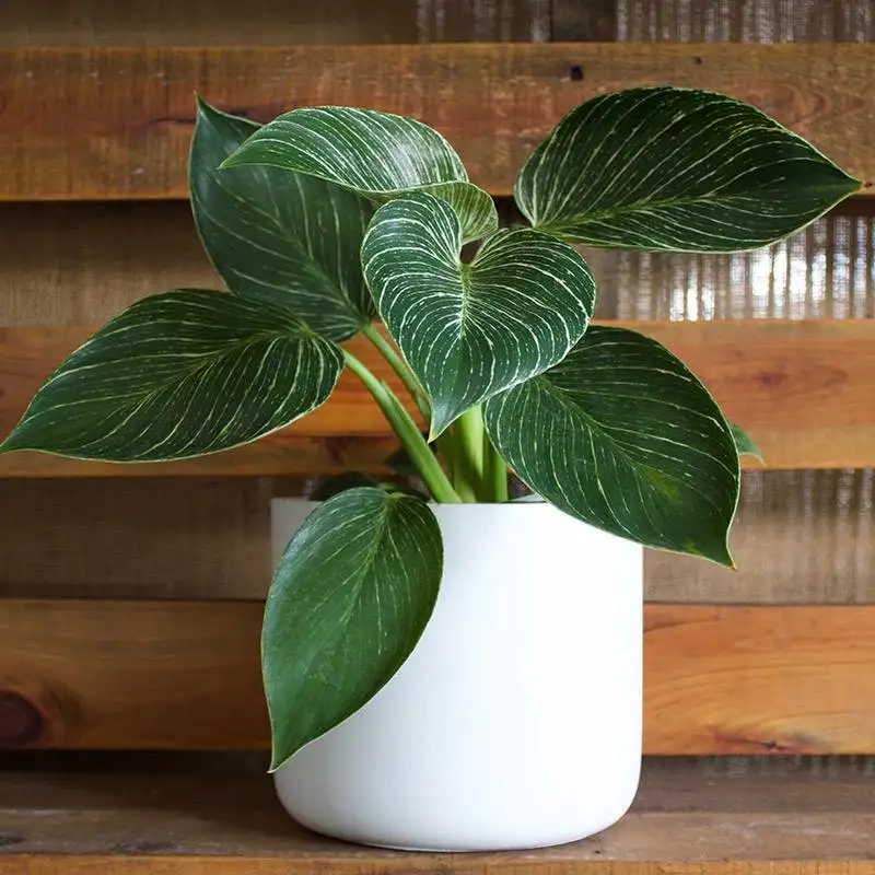 Philodendron Birkin House Plants for Sale | Best Indoor Plants | Forget Me Not Flower Market | Bonita Springs Flower Market | Cape Coral, Fort Myers, Naples | Indoor Plants, Outdoor Plants, Garden Plants, Flower plants Nursery, Wholesale Flowers and more