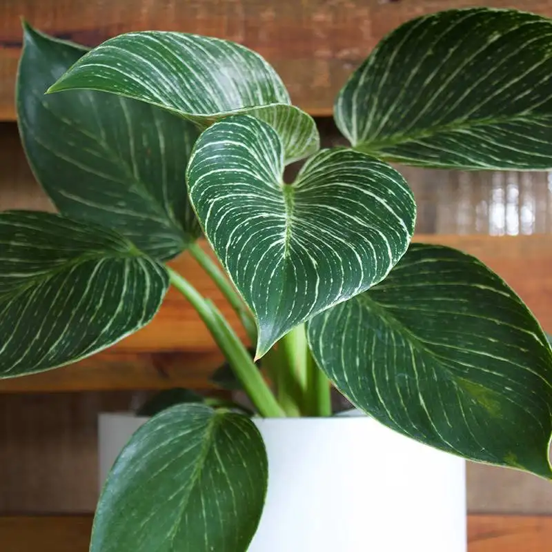 Philodendron Birkin House Plants for Sale | Best Indoor Plants | Forget Me Not Flower Market | Bonita Springs Flower Market | Cape Coral, Fort Myers, Naples | Indoor Plants, Outdoor Plants, Garden Plants, Flower plants Nursery, Wholesale Flowers and more