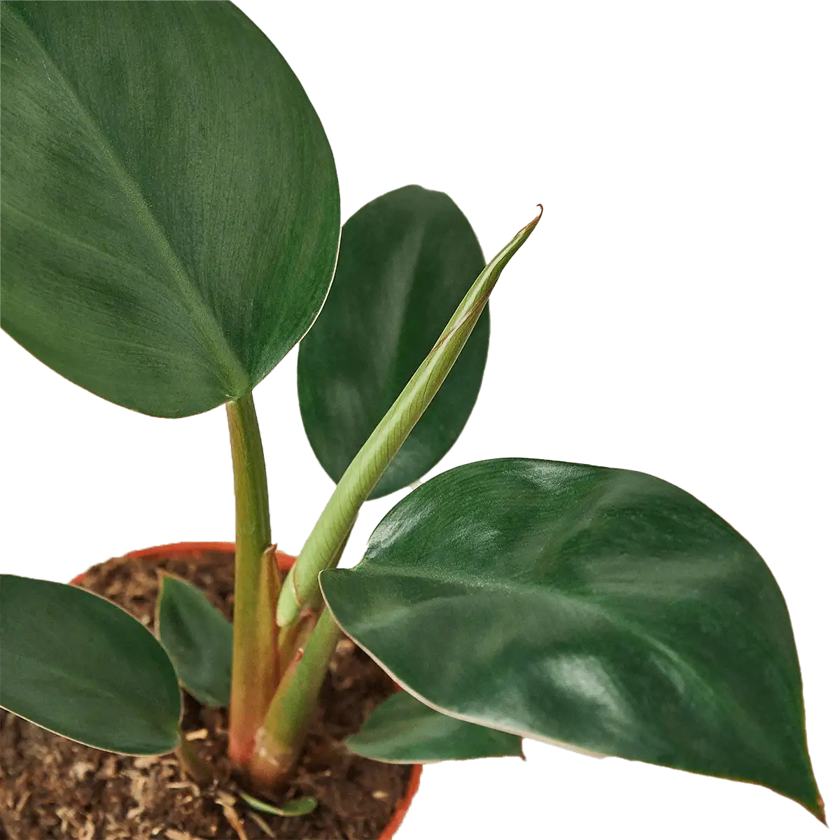 image of philodendron-congo-rojo - best online plant nursery | houseplantsale.com - houseplants for sale online | best indoor plants | forget me not flower market