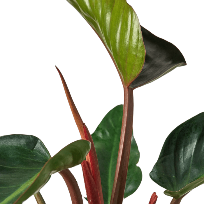 image of philodendron-congo-rojo - best online plant nursery | houseplantsale.com - houseplants for sale online | best indoor plants | forget me not flower market