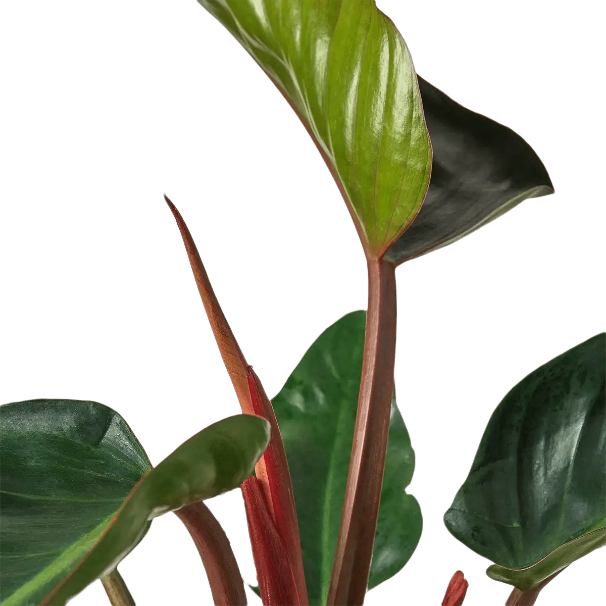 image of philodendron-congo-rojo - best online plant nursery | houseplantsale.com - houseplants for sale online | best indoor plants | forget me not flower market