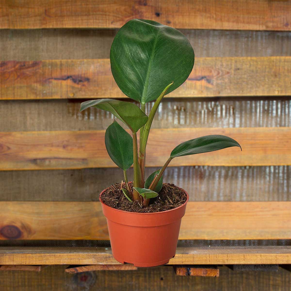 image of philodendron-congo-rojo - best online plant nursery | houseplantsale.com - houseplants for sale online | best indoor plants | forget me not flower market