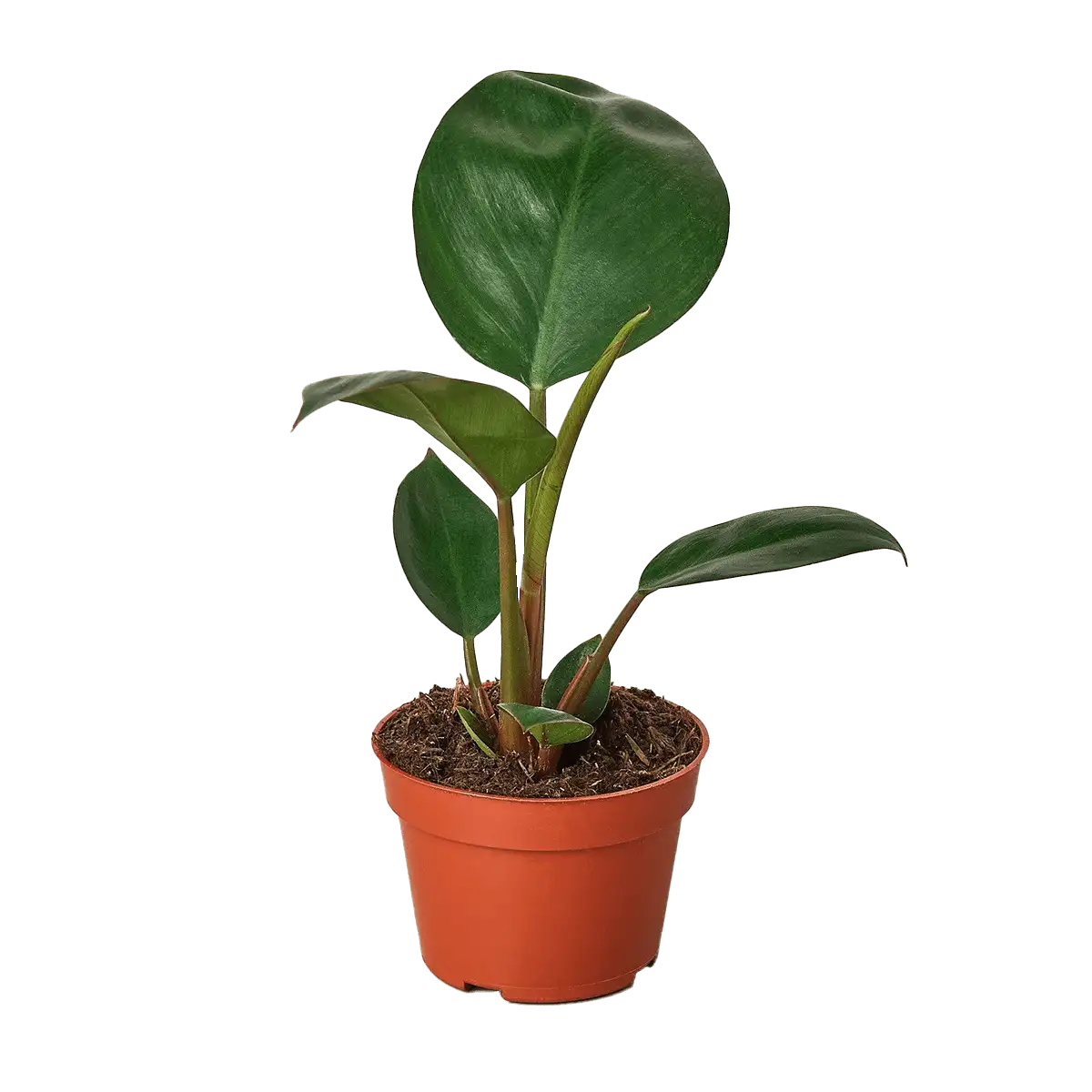 image of philodendron-congo-rojo - best online plant nursery | houseplantsale.com - houseplants for sale online | best indoor plants | forget me not flower market