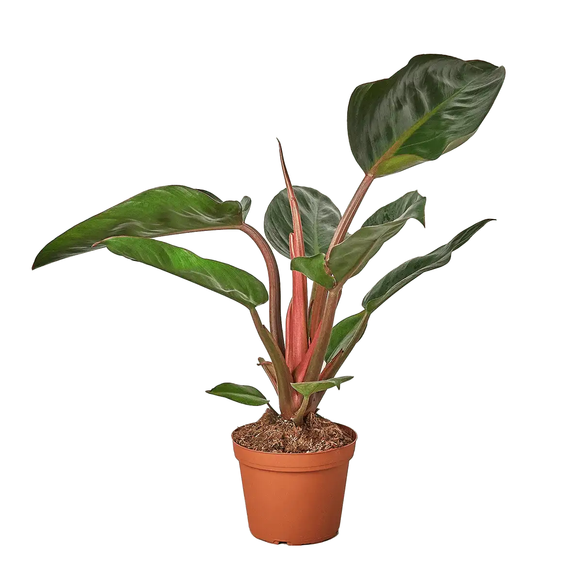 image of philodendron-congo-rojo - best online plant nursery | houseplantsale.com - houseplants for sale online | best indoor plants | forget me not flower market