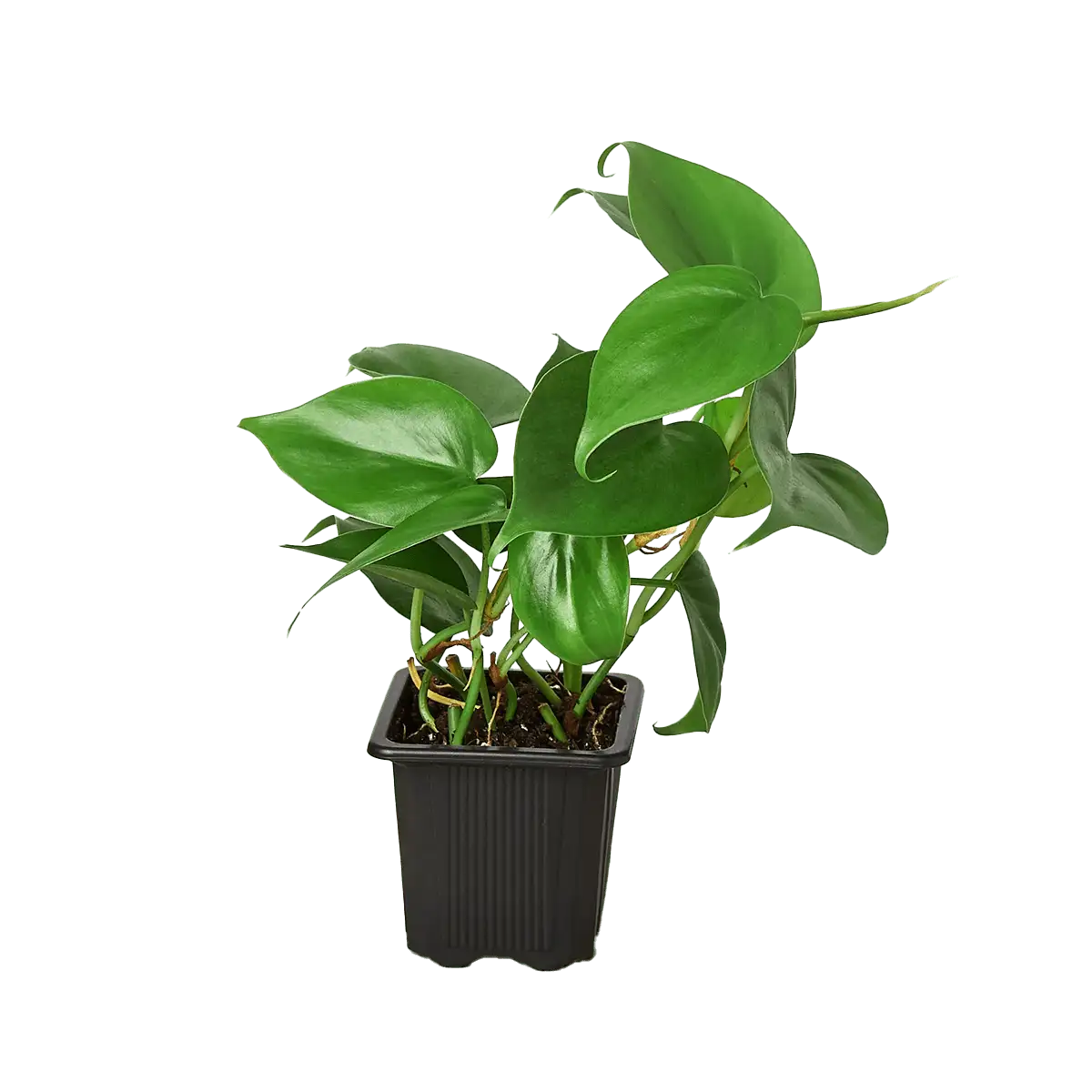 image of philodendron cordatum heartleaf plant for sale online | best online plant nursery | houseplantsale.com - houseplants for sale online | best indoor plants | forget me not flower market