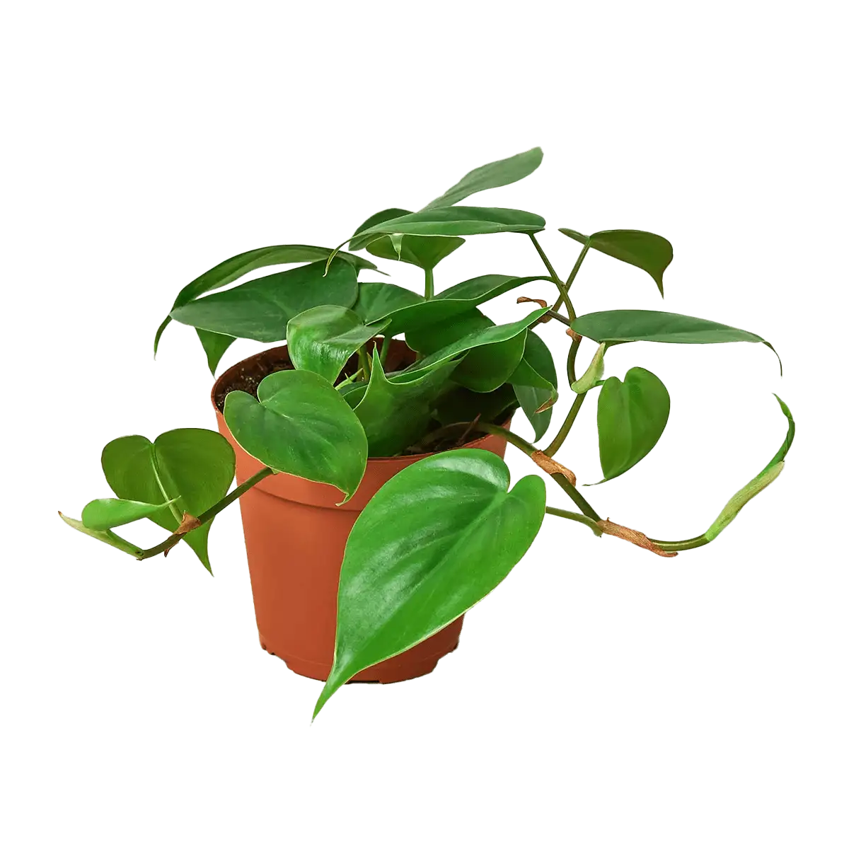 image of philodendron cordatum heartleaf plant for sale online | best online plant nursery | houseplantsale.com - houseplants for sale online | best indoor plants | forget me not flower market