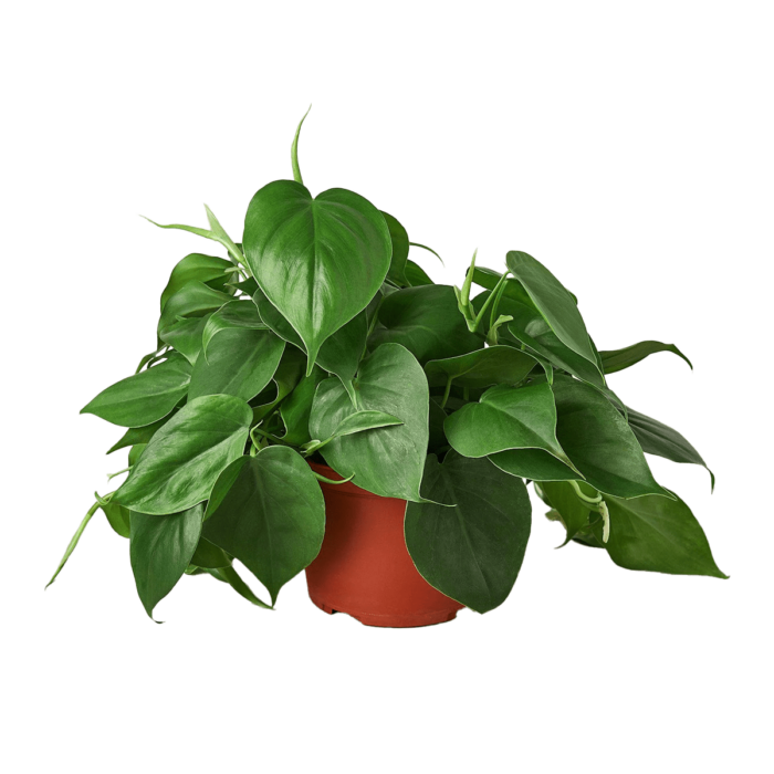 image of philodendron cordatum heartleaf plant for sale online | best online plant nursery | houseplantsale.com - houseplants for sale online | best indoor plants | forget me not flower market