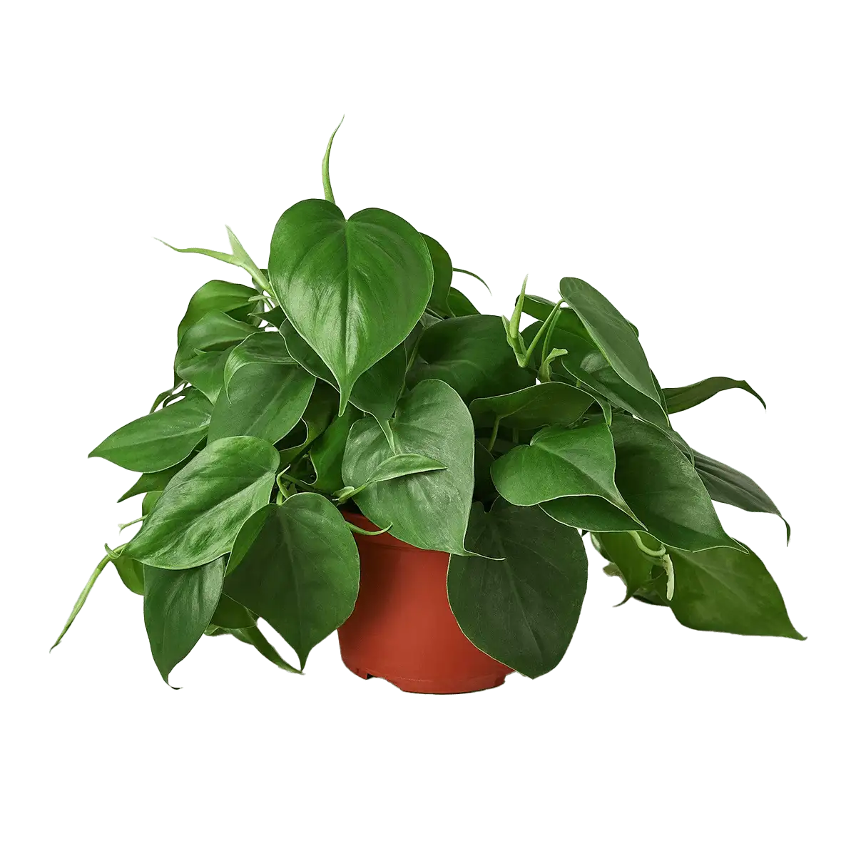 image of philodendron cordatum heartleaf plant for sale online | best online plant nursery | houseplantsale.com - houseplants for sale online | best indoor plants | forget me not flower market