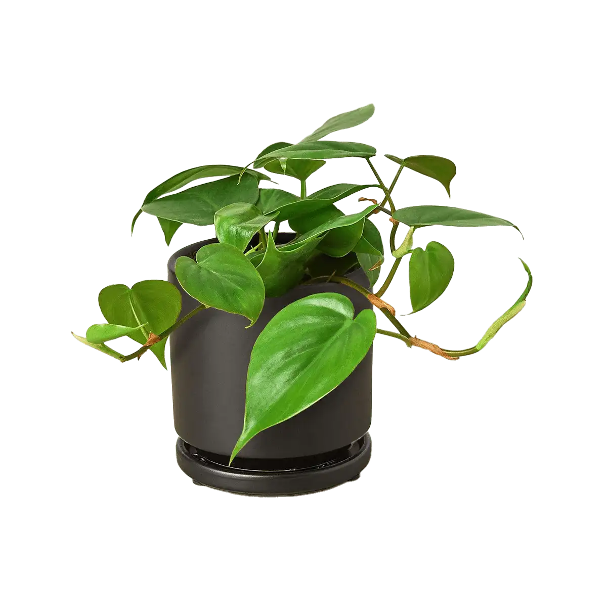 image of philodendron cordatum heartleaf plant for sale online | best online plant nursery | houseplantsale.com - houseplants for sale online | best indoor plants | forget me not flower market