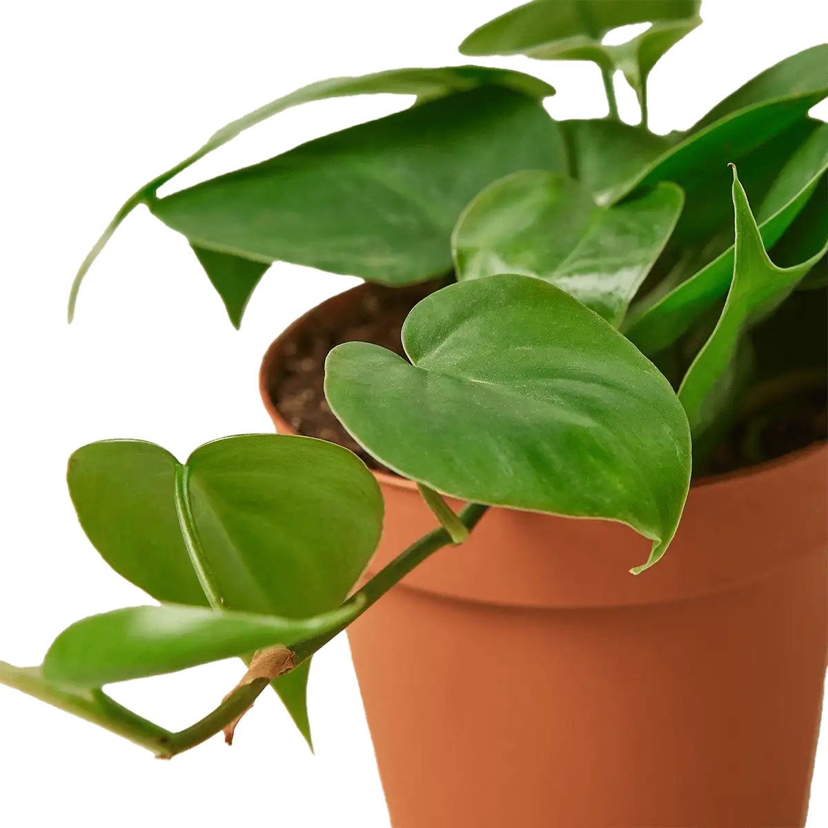 image of philodendron cordatum heartleaf plant for sale online | best online plant nursery | houseplantsale.com - houseplants for sale online | best indoor plants | forget me not flower market