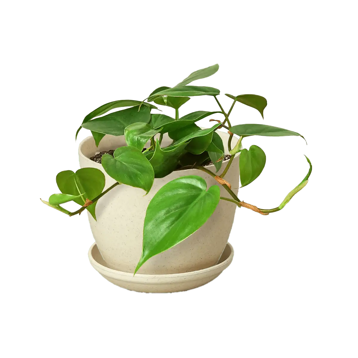 image of philodendron cordatum heartleaf plant for sale online | best online plant nursery | houseplantsale.com - houseplants for sale online | best indoor plants | forget me not flower market