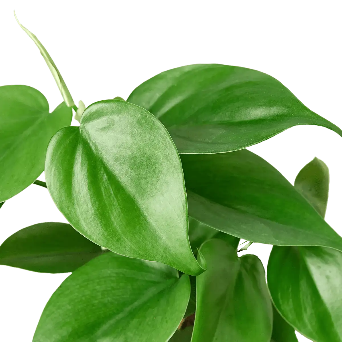 image of philodendron cordatum heartleaf plant for sale online | best online plant nursery | houseplantsale.com - houseplants for sale online | best indoor plants | forget me not flower market