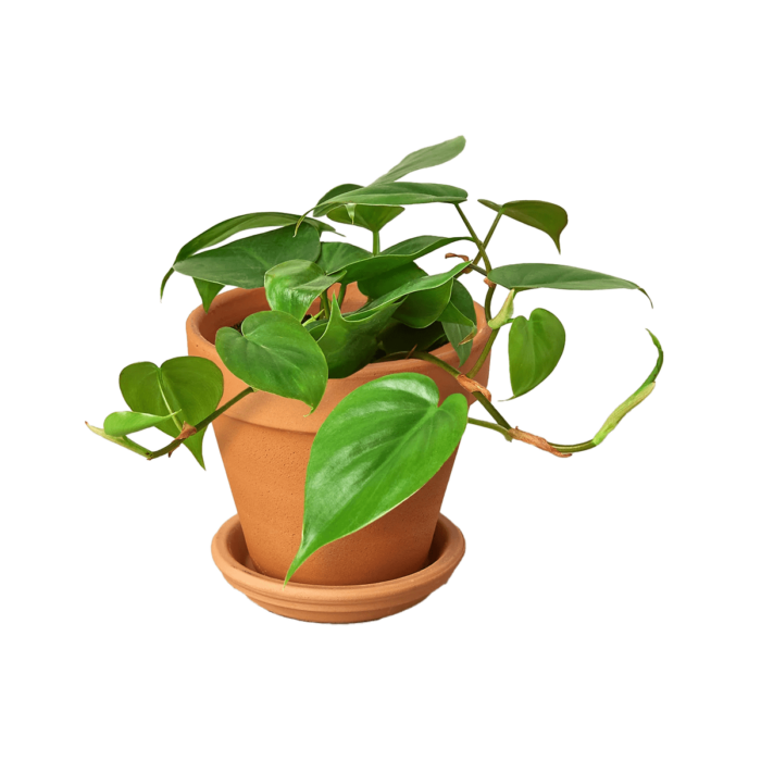 image of philodendron cordatum heartleaf plant for sale online | best online plant nursery | houseplantsale.com - houseplants for sale online | best indoor plants | forget me not flower market