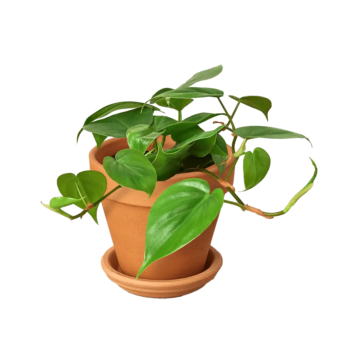 image of philodendron cordatum heartleaf plant for sale online | best online plant nursery | houseplantsale.com - houseplants for sale online | best indoor plants | forget me not flower market