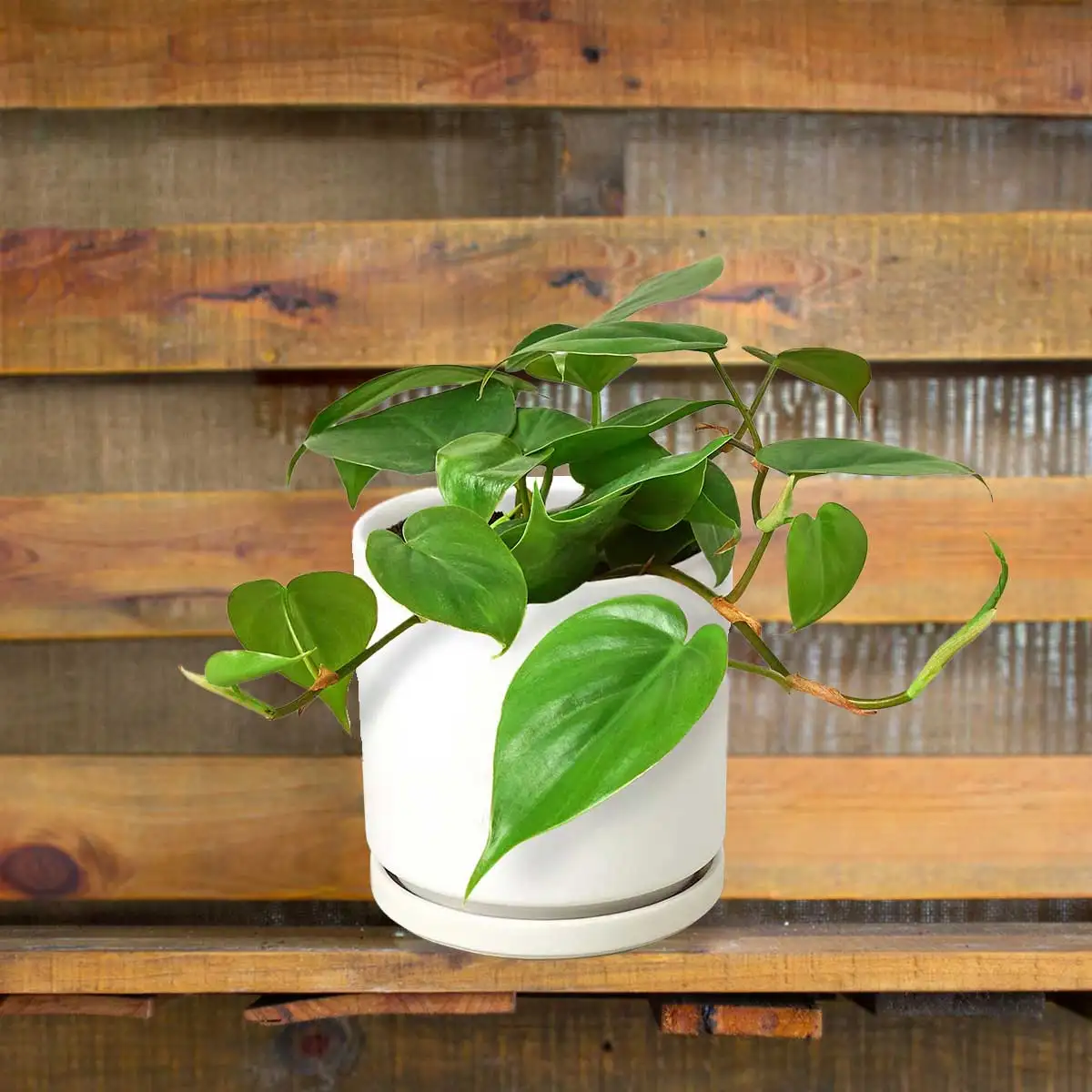 image of philodendron cordatum heartleaf plant for sale online | best online plant nursery | houseplantsale.com - houseplants for sale online | best indoor plants | forget me not flower market