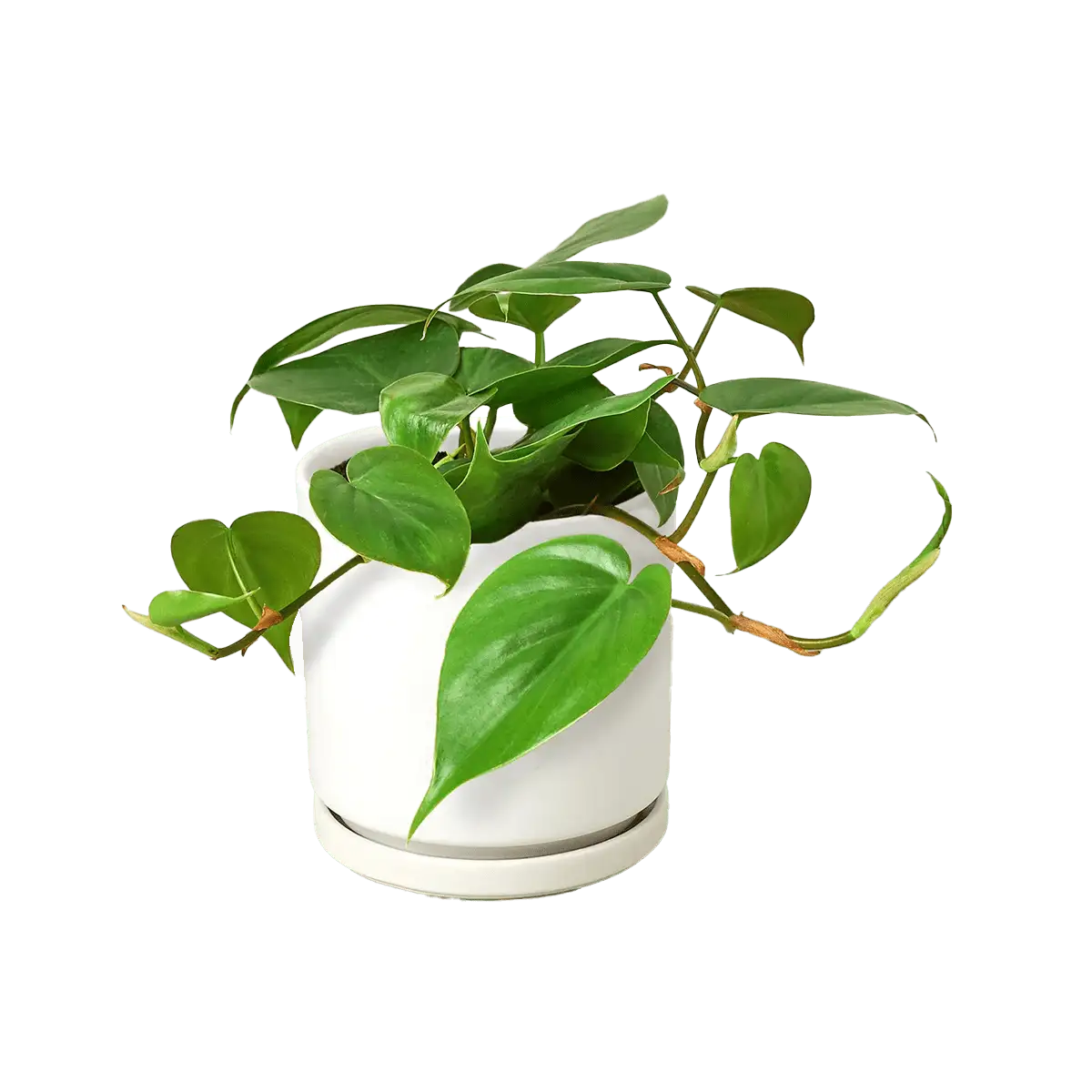 image of philodendron cordatum heartleaf plant for sale online | best online plant nursery | houseplantsale.com - houseplants for sale online | best indoor plants | forget me not flower market