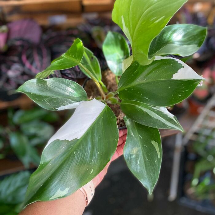 philodendron white knight for sale | best online plant nursery | houseplantsale.com - houseplants for sale online | best indoor plants | forget me not flower market
