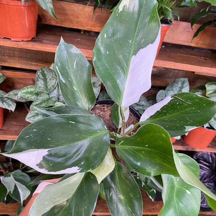 philodendron white knight for sale | best online plant nursery | houseplantsale.com - houseplants for sale online | best indoor plants | forget me not flower market