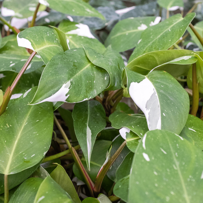 philodendron white knight for sale | best online plant nursery | houseplantsale.com - houseplants for sale online | best indoor plants | forget me not flower market