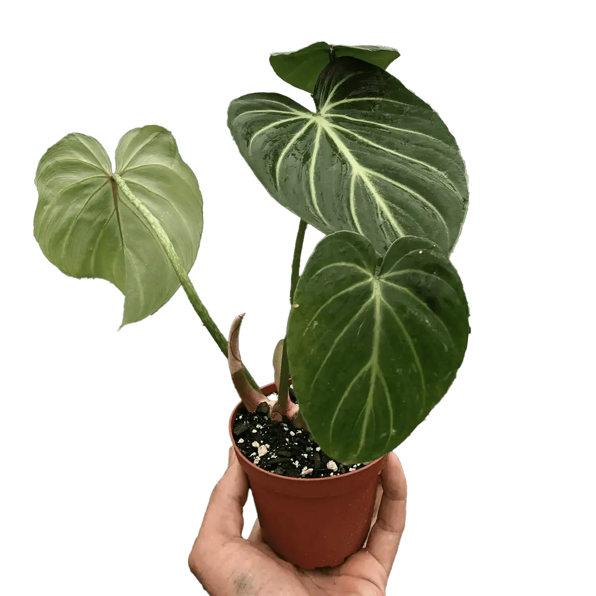 philodendron gloriosum zebra - best online plant nursery | houseplantsale.com - houseplants for sale online | best indoor plants | forget me not flower market