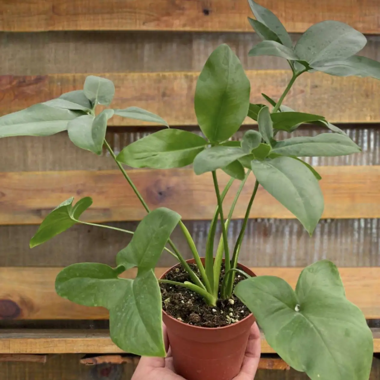 Philodendron Goeldii