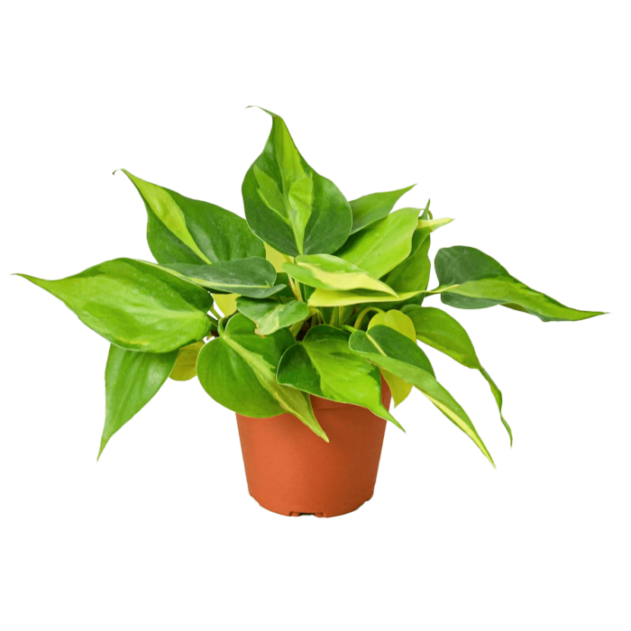 Philodendron Hederaceum Brasil house plants for sale online, best online plant nursery | houseplantsale.com - houseplants for sale | best indoor plants | forget me not flower market