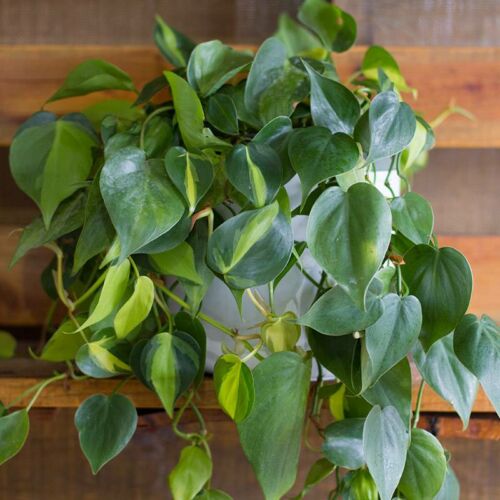 Philodendron Hederaceum Brasil, House Plants for Sale | Best Indoor Plants | Forget Me Not Flower Market | Bonita Springs Flower Market | Cape Coral, Fort Myers, Naples | Indoor Plants, Outdoor Plants, Garden Plants, Flower plants Nursery, Wholesale Flowers and more