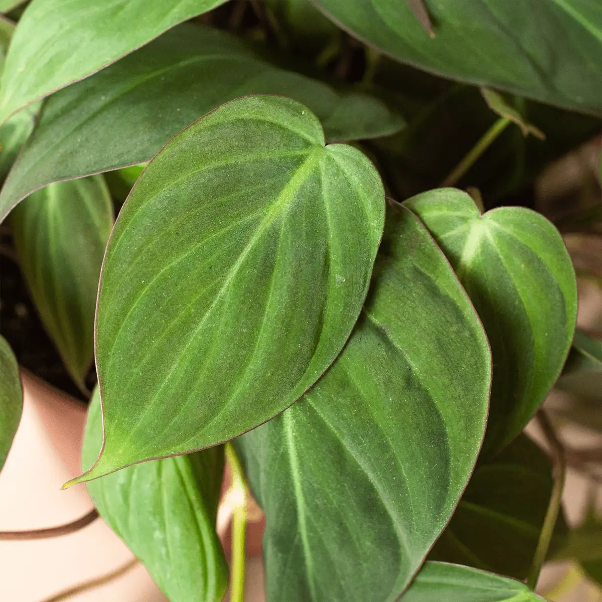 Philodendron Velvet - Image 5