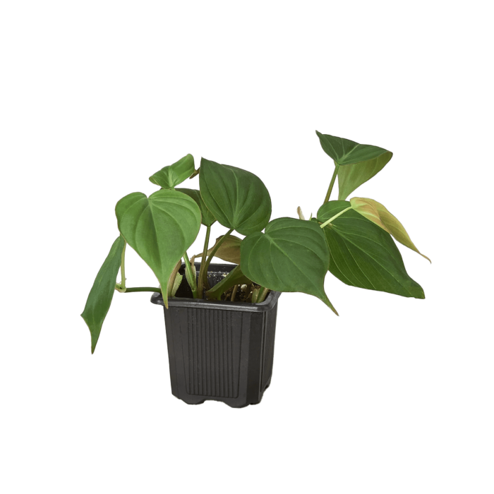 heartleaf philodendron - best online plant nursery | houseplantsale.com - houseplants for sale online | best indoor plants | forget me not flower market